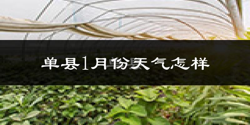单县1月份天气如何?很冷吗?