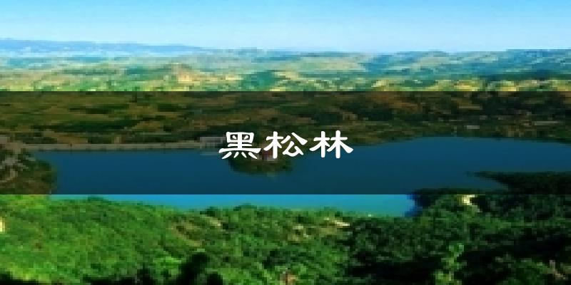 黑松林气温