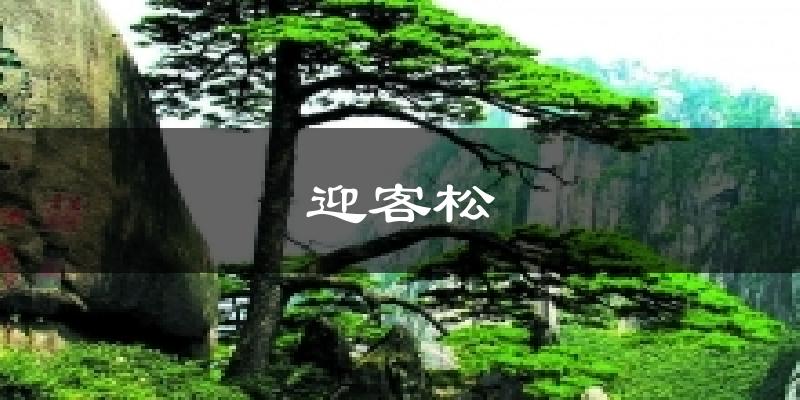 迎客松气温