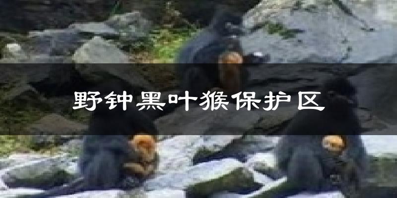 野钟黑叶猴保护区天气预报十五天
